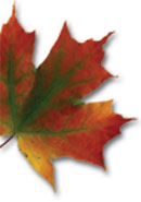 leaf image